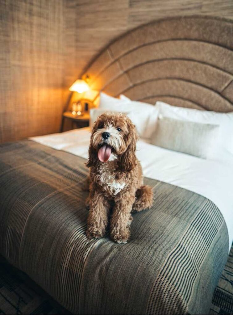 Pet Sitting in Hotel Pet Sitting in Hotel